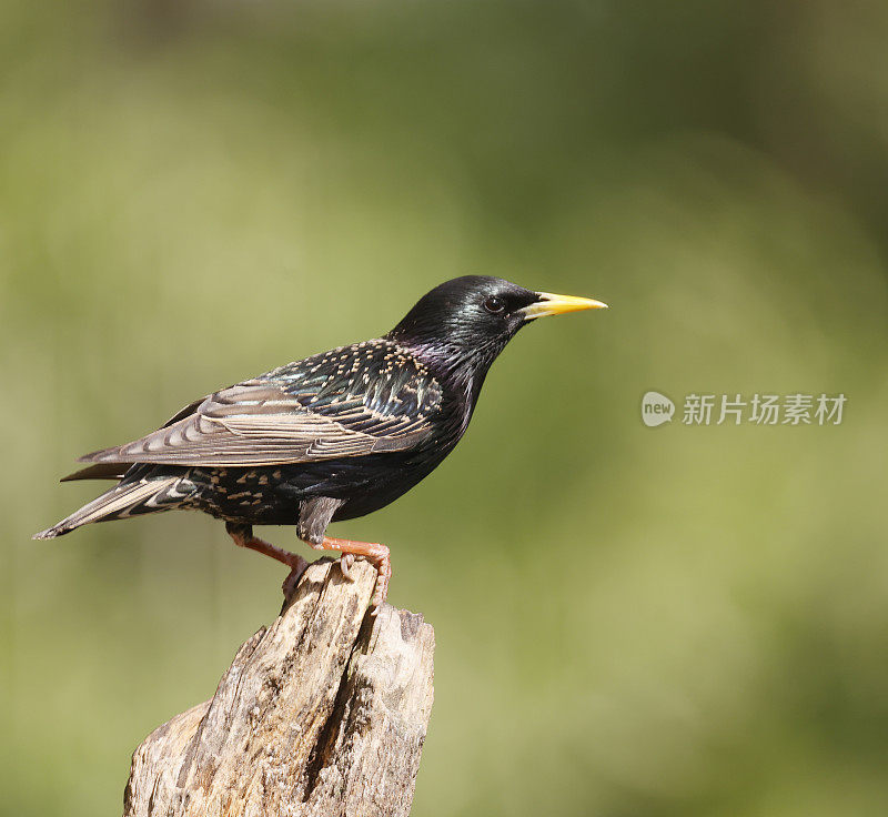 普通椋鸟(Sturnus vulgaris)